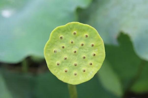 蓮蓬要煮多久 蓮蓬能不能生吃 蓮蓬要煮多久 蓮蓬能不能生吃