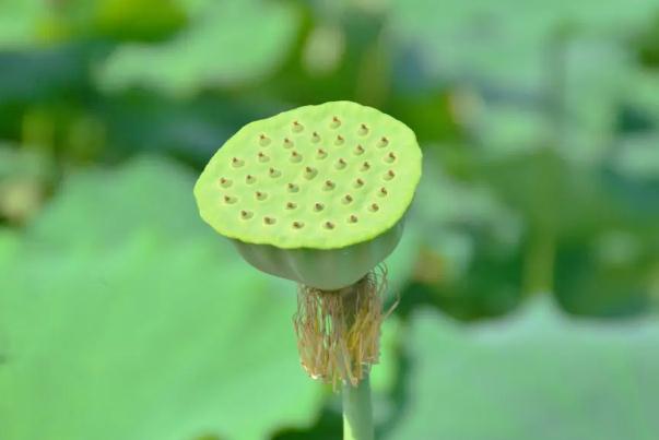 蓮蓬幾月份成熟 蓮蓬的寓意 蓮蓬幾月份成熟 蓮蓬的寓意