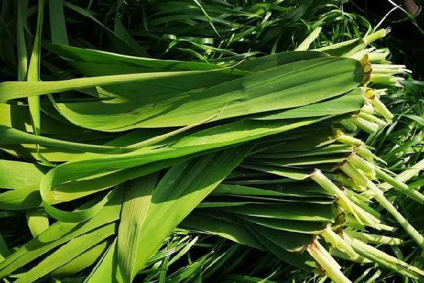 粽葉買什么樣的好 粽葉會不會壞 粽葉買什么樣的好 粽葉會不會壞