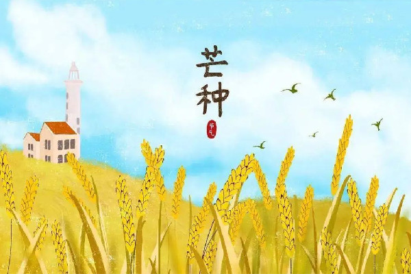 芒種的寓意和象征 芒種有什么特點(diǎn) 芒種的寓意和象征 芒種有什么特點(diǎn)