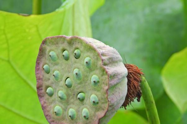 蓮蓬和荷花的關(guān)系 蓮蓬是荷花的什么部分 蓮蓬和荷花的關(guān)系 蓮蓬是荷花的什么部分