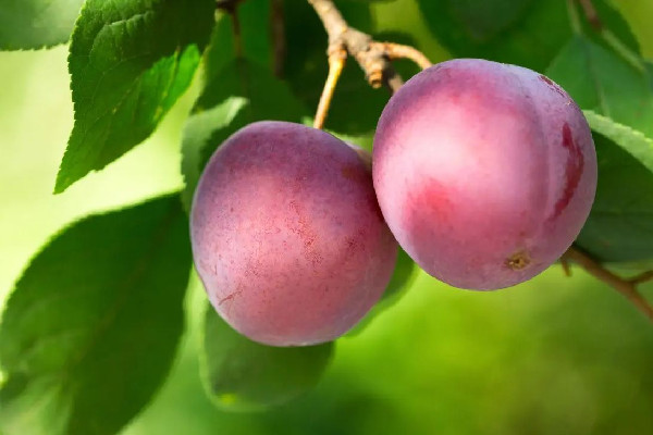 李子多少錢一斤 李子是什么水果 李子多少錢一斤 李子是什么水果