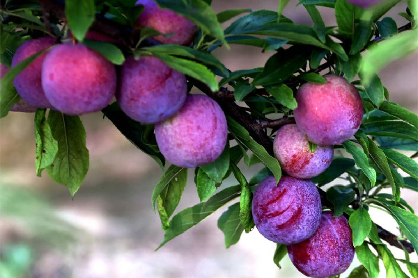 李子多少錢一斤 李子是什么水果 李子多少錢一斤 李子是什么水果