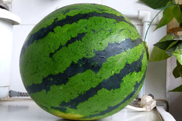 西瓜怎么看熟了沒(méi)熟 西瓜拍著清脆好還是沉重好 西瓜怎么看熟了沒(méi)熟 西瓜拍著清脆好還是沉重好