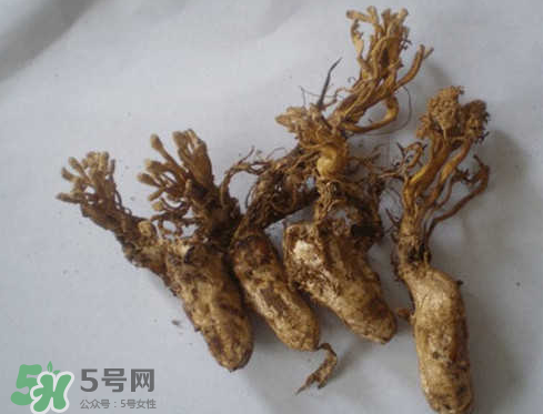 蟬花多少錢一斤 蟬花是怎么形成的 蟬花多少錢一斤 蟬花是怎么形成的