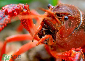 野生龍蝦多少錢一斤 野生小龍蝦一般在什么地方會有 野生龍蝦多少錢一斤 野生小龍蝦一般在什么地方會有