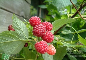樹莓多少錢一斤 樹莓價(jià)格 樹莓多少錢一斤 樹莓價(jià)格