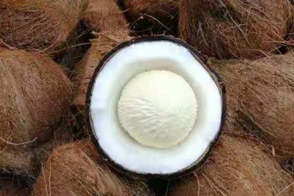 椰寶要怎么打開(kāi) 椰寶要放冰箱嗎 椰寶要怎么打開(kāi) 椰寶要放冰箱嗎