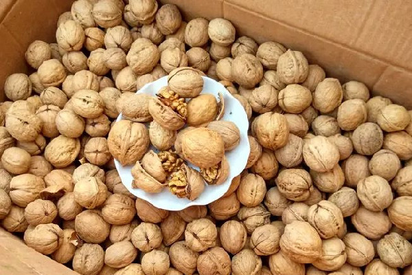 紙皮核桃放久了不脆了能吃嗎 紙皮核桃變質(zhì)成什么樣不能吃 紙皮核桃放久了不脆了能吃嗎 紙皮核桃變質(zhì)成什么樣不能吃