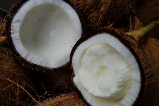 椰寶好吃嗎 椰寶的正確打開方式 椰寶好吃嗎 椰寶的正確打開方式