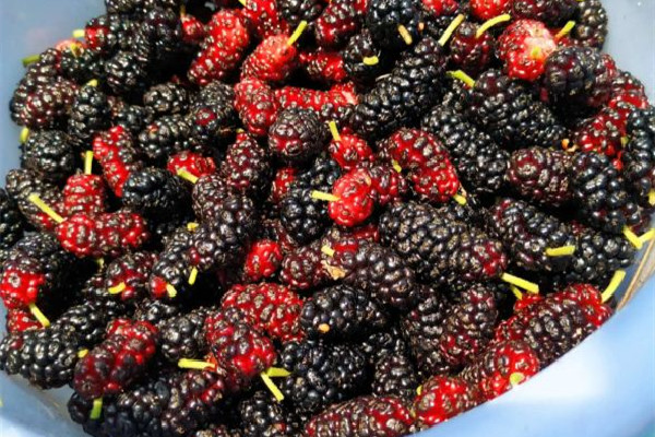 桑葚酒有酸味怎么回事 桑葚酒為什么有白色泡泡 桑葚酒有酸味怎么回事 桑葚酒為什么有白色泡泡