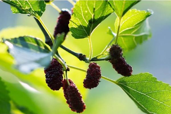 桑葚曬干可以保存多久 桑葚曬干的正確方法 桑葚曬干可以保存多久 桑葚曬干的正確方法