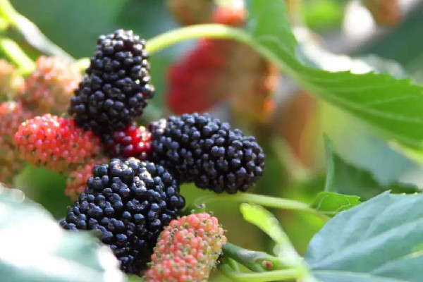 桑葚吃多了有什么壞處 桑葚吃多少合適 桑葚吃多了有什么壞處 桑葚吃多少合適