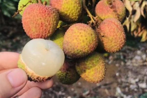 妃子笑荔枝的功效與作用 妃子笑荔枝的由來 妃子笑荔枝的功效與作用 妃子笑荔枝的由來