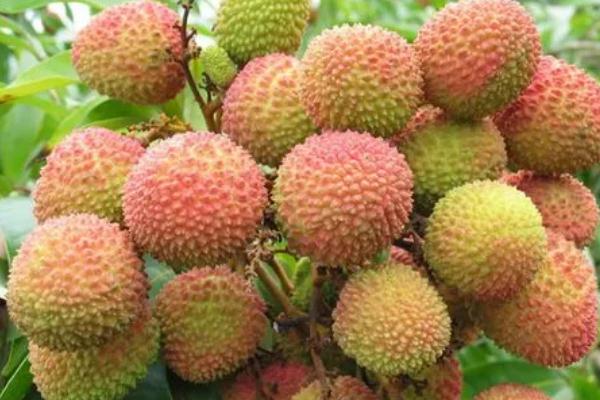 妃子笑是綠色的好還是紅色的好 妃子笑是海南的嗎 妃子笑是綠色的好還是紅色的好 妃子笑是海南的嗎