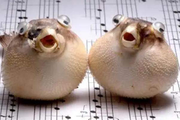 河豚的毒素主要在哪個部位 河豚的毒素在哪里含量最高 河豚的毒素主要在哪個部位 河豚的毒素在哪里含量最高