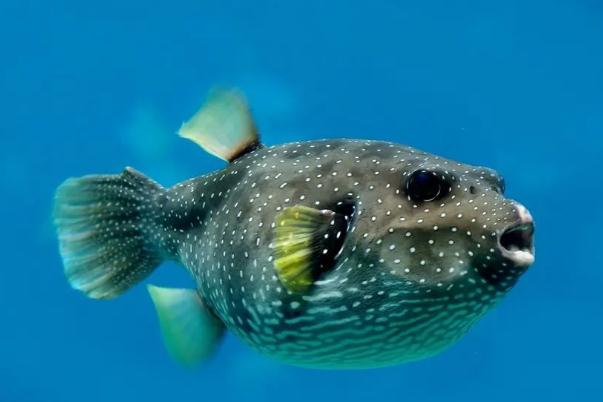 河豚中毒能救活嗎 河豚中毒后遺癥 河豚中毒能救活嗎 河豚中毒后遺癥