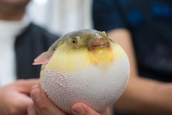 河豚為什么有毒 河豚怎么處理才沒毒 河豚為什么有毒 河豚怎么處理才沒毒