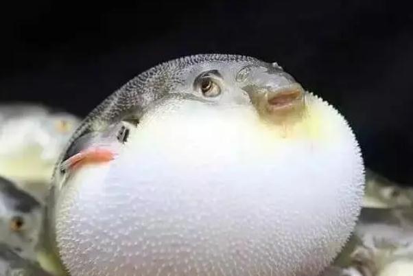 河豚中毒的特點是什么 河豚中毒是什么原因 河豚中毒的特點是什么 河豚中毒是什么原因