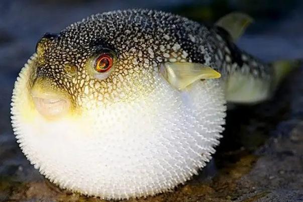 河豚為什么有毒 河豚怎么處理才沒毒 河豚為什么有毒 河豚怎么處理才沒毒