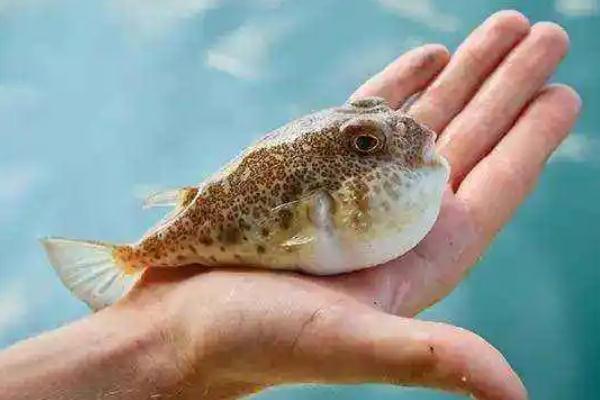 河豚中毒的特點是什么 河豚中毒是什么原因 河豚中毒的特點是什么 河豚中毒是什么原因