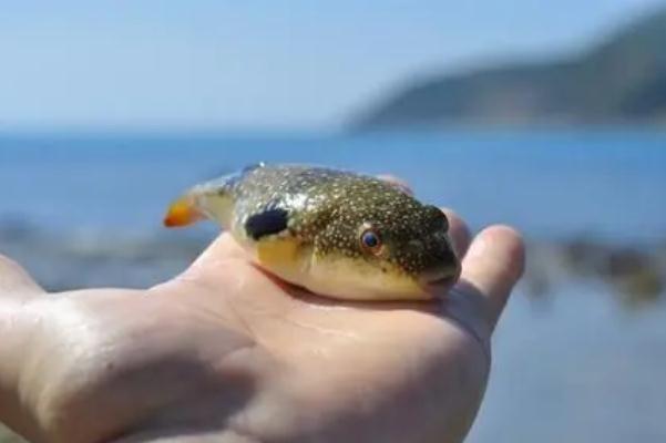 河豚中毒能救活嗎 河豚中毒后遺癥 河豚中毒能救活嗎 河豚中毒后遺癥
