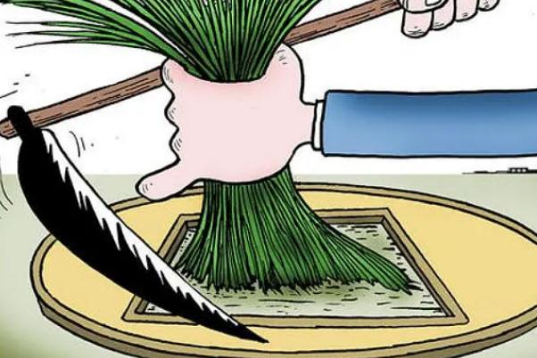 割韭菜是什么意思 割韭菜的套路是什么 割韭菜是什么意思 割韭菜的套路是什么