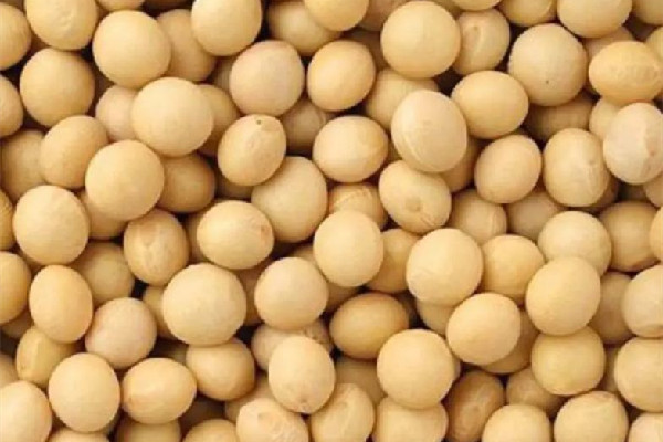 黃豆要泡多久 黃豆用冷水浸泡還是熱水浸泡 黃豆要泡多久 黃豆用冷水浸泡還是熱水浸泡