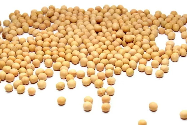 黃豆是毛豆變來的嗎 黃豆和大豆有什么區(qū)別