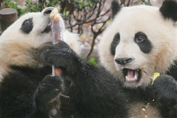 奪筍啊是什么意思網(wǎng)絡(luò)用語(yǔ) 奪筍啊是哪里的方言 奪筍啊是什么意思網(wǎng)絡(luò)用語(yǔ) 奪筍啊是哪里的方言