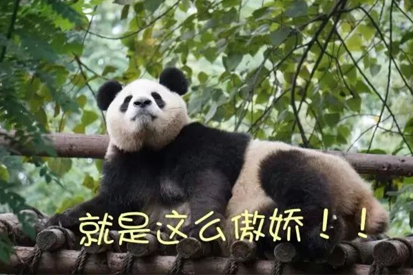 傲嬌是怎么形成的 傲嬌是什么性格 傲嬌是怎么形成的 傲嬌是什么性格