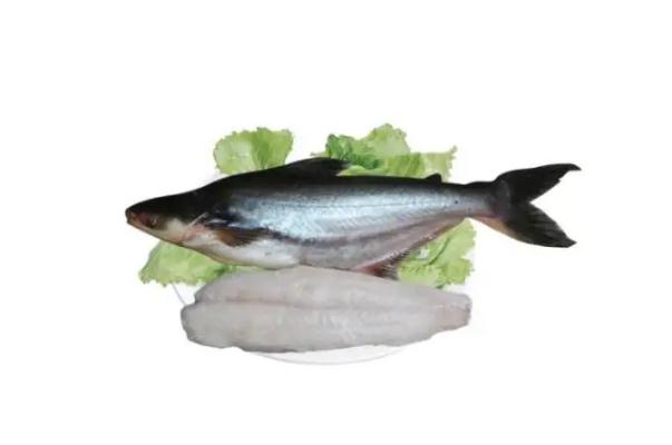 鱈魚(yú)有毒嗎 鱈魚(yú)有多大 鱈魚(yú)有毒嗎 鱈魚(yú)有多大