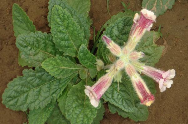 地黃會(huì)引起腹瀉嗎 地黃會(huì)造成小便發(fā)黃嗎 地黃會(huì)引起腹瀉嗎 地黃會(huì)造成小便發(fā)黃嗎