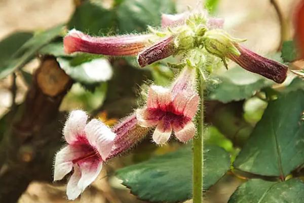 地黃會升高血壓嗎 地黃會影響月經(jīng)嗎 地黃會升高血壓嗎 地黃會影響月經(jīng)嗎
