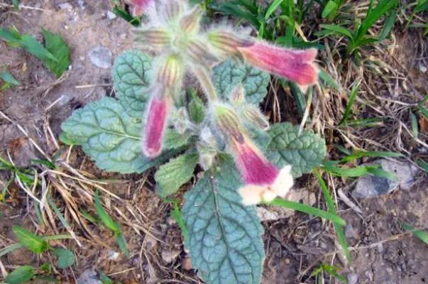 地黃的作用和功效 地黃泡水喝有什么好處 地黃的作用和功效 地黃泡水喝有什么好處