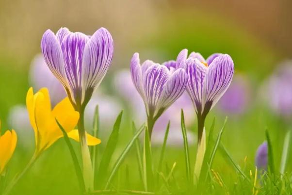 番紅花的功效與作用是什么 番紅花是不是藏紅花 番紅花的功效與作用是什么 番紅花是不是藏紅花