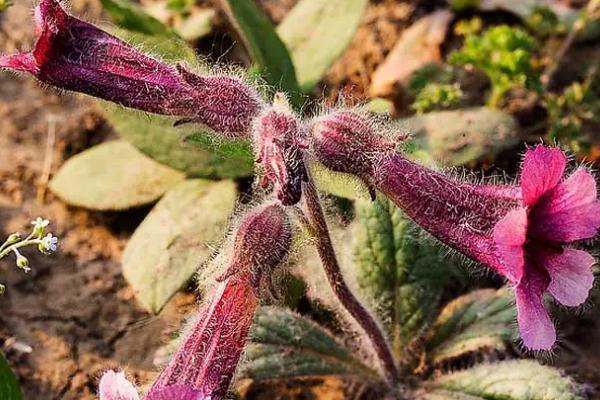 地黃會(huì)引起腹瀉嗎 地黃會(huì)造成小便發(fā)黃嗎 地黃會(huì)引起腹瀉嗎 地黃會(huì)造成小便發(fā)黃嗎