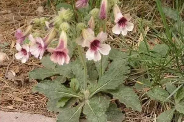 地黃是根好還是葉好 地黃是吃根還是葉子花 地黃是根好還是葉好 地黃是吃根還是葉子花