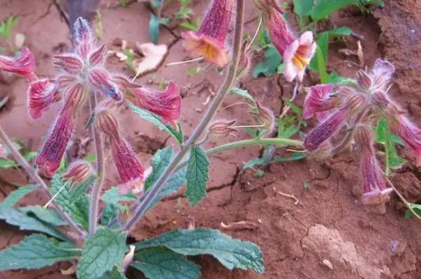 地黃的作用和功效 地黃泡水喝有什么好處 地黃的作用和功效 地黃泡水喝有什么好處