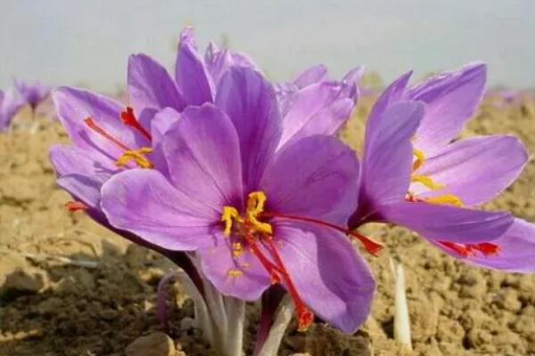 番紅花的功效與作用是什么 番紅花是不是藏紅花 番紅花的功效與作用是什么 番紅花是不是藏紅花