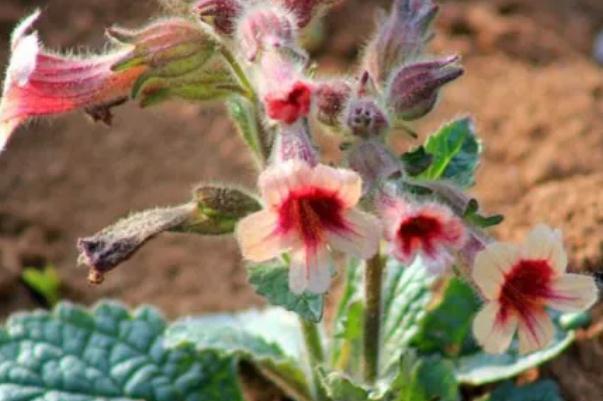 地黃會升高血壓嗎 地黃會影響月經(jīng)嗎 地黃會升高血壓嗎 地黃會影響月經(jīng)嗎