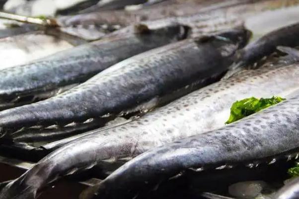 鲅魚(yú)對(duì)身體有什么好處 鲅魚(yú)對(duì)胃好嗎 鲅魚(yú)對(duì)身體有什么好處 鲅魚(yú)對(duì)胃好嗎