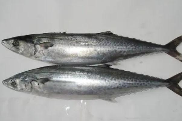 鲅魚孕婦可以吃嗎 鲅魚的蛋白質(zhì)含量是多少 鲅魚孕婦可以吃嗎 鲅魚的蛋白質(zhì)含量是多少