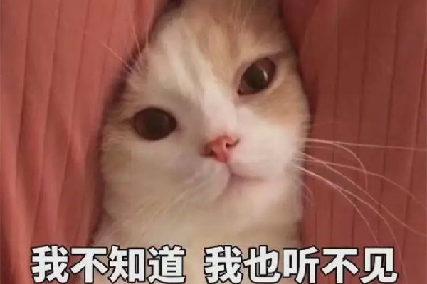 盧雷元年是什么梗 勿cue是什么意思網(wǎng)絡(luò)梗 盧雷元年是什么梗 勿cue是什么意思網(wǎng)絡(luò)梗