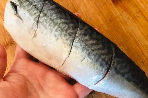 鲅魚為什么出水就死 鲅魚為什么腥味大 鲅魚為什么出水就死 鲅魚為什么腥味大