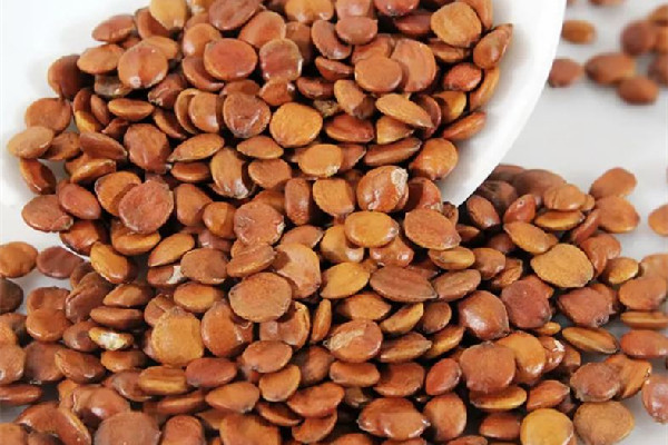 酸棗仁要煮多久才能喝 酸棗仁煮水要打碎嗎 酸棗仁要煮多久才能喝 酸棗仁煮水要打碎嗎