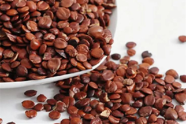 酸棗仁生的和熟的有什么區(qū)別 酸棗仁生的好還是熟的好 酸棗仁生的和熟的有什么區(qū)別 酸棗仁生的好還是熟的好