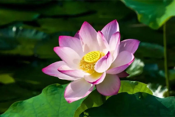 三伏天和秋老虎哪個(gè)更熱 三伏天降溫方法有哪些 三伏天和秋老虎哪個(gè)更熱 三伏天降溫方法有哪些