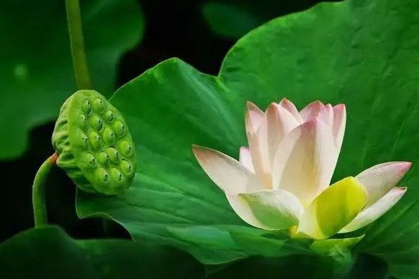 三伏天和秋老虎哪個(gè)更熱 三伏天降溫方法有哪些 三伏天和秋老虎哪個(gè)更熱 三伏天降溫方法有哪些