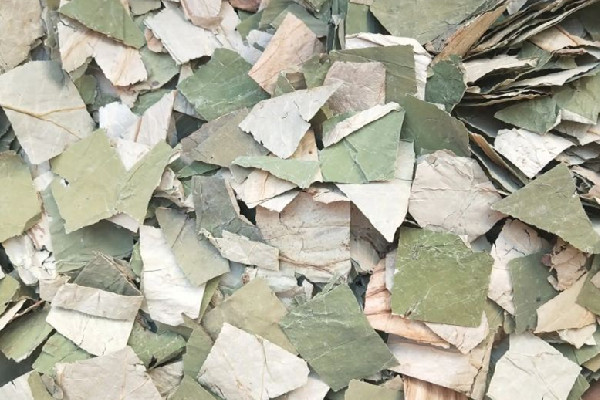 干荷葉泡水喝會拉肚子嗎 干荷葉泡水對導(dǎo)致胃不舒服嗎 干荷葉泡水喝會拉肚子嗎 干荷葉泡水對導(dǎo)致胃不舒服嗎